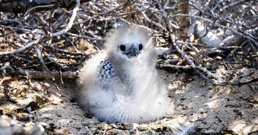 Tropicbird chick on the nest