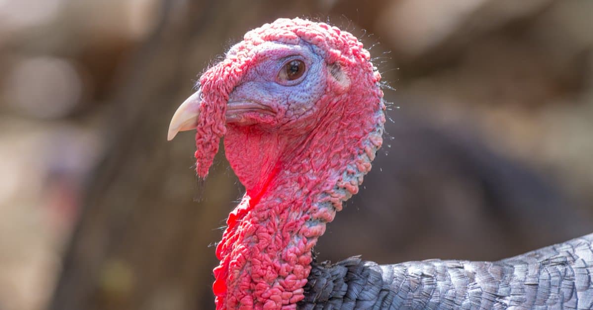 Profile of turkey