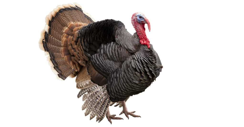 turkey on isolated background