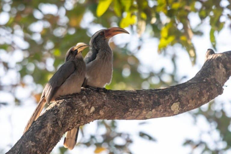 Two hornbills in a tree in the jungle