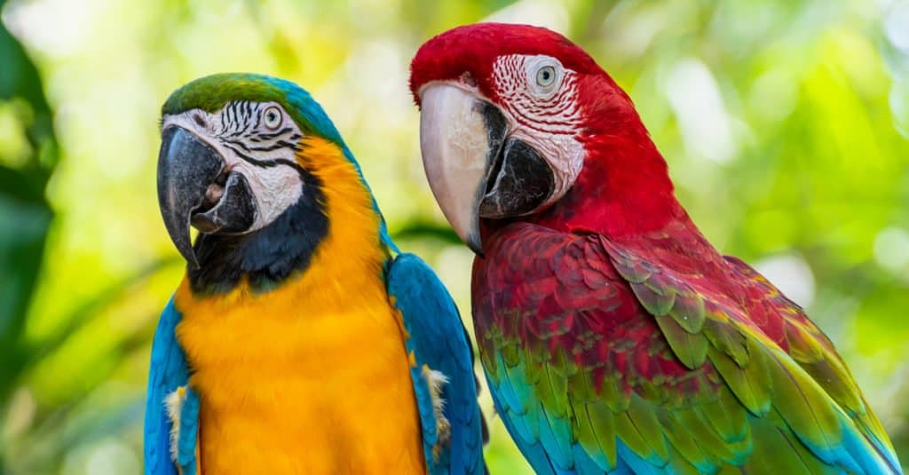 two macaws