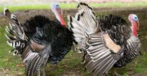 10 Incredible Turkey Facts Picture