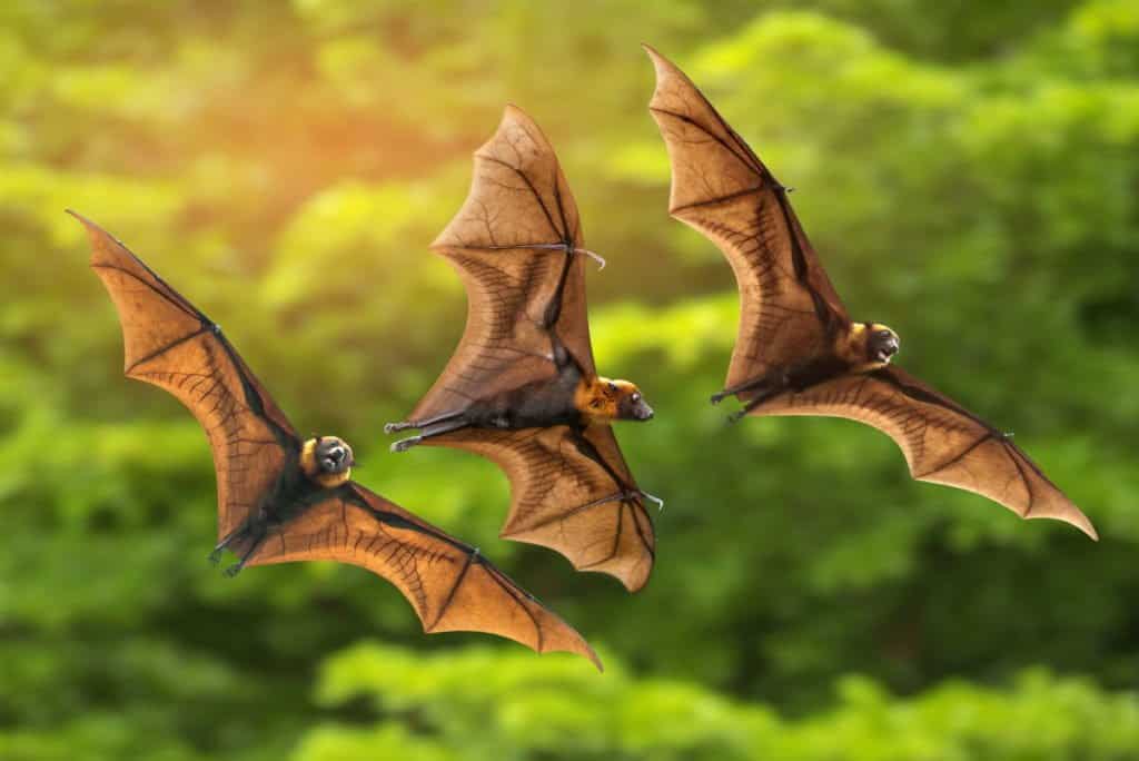 flying vampire bat