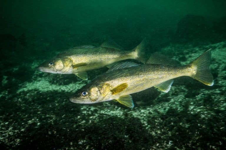 Walleye fish in the St-Lawrence River