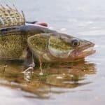 Walleye