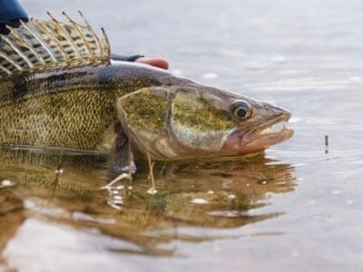 A Walleye Fish