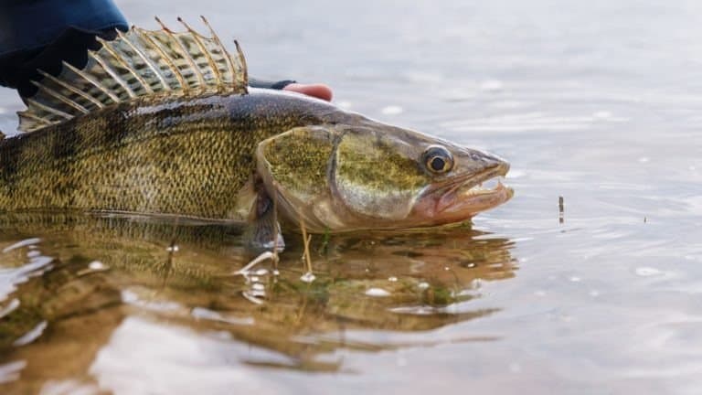 Walleye fish - catch and release.