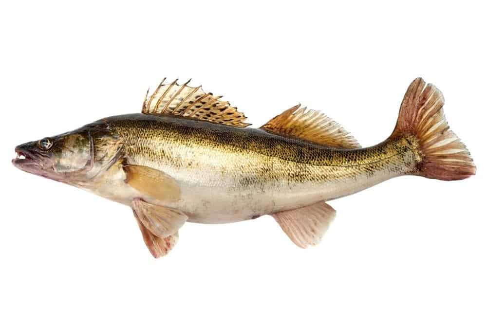 Walleye fish isolated on a white background.