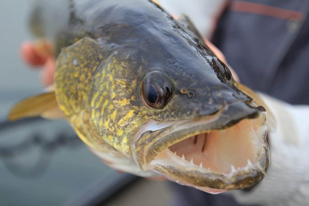 An angler holding a large walleye