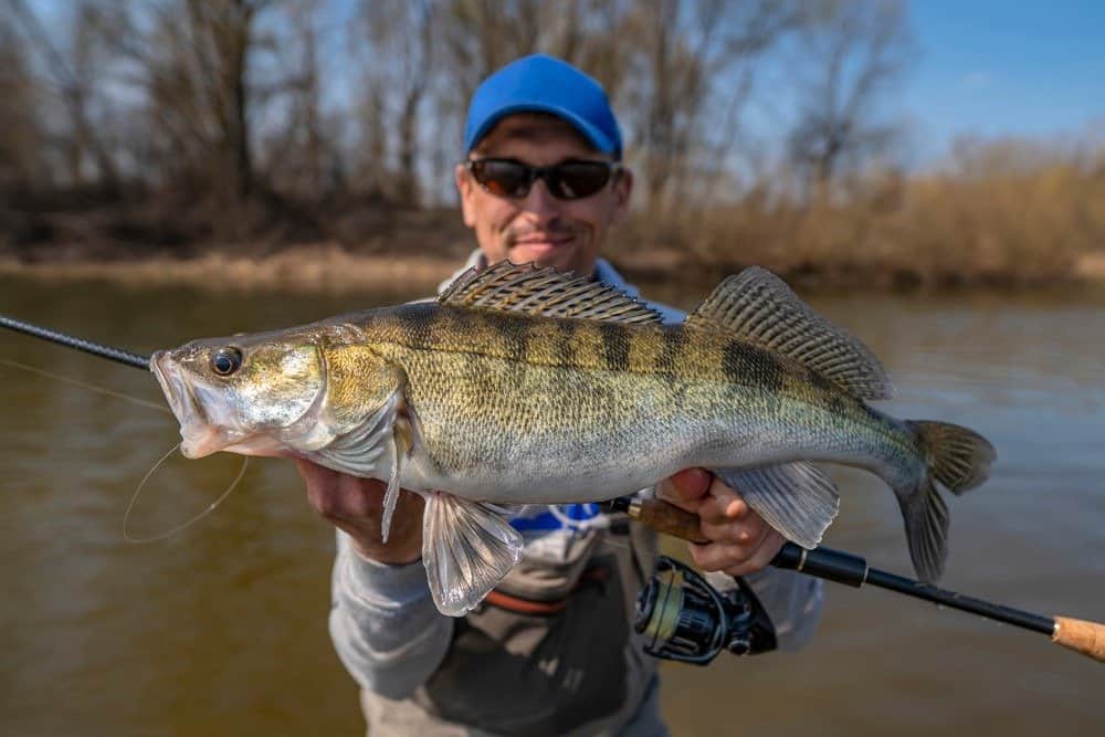 A happy angler holds up a golden walleye they just caught.