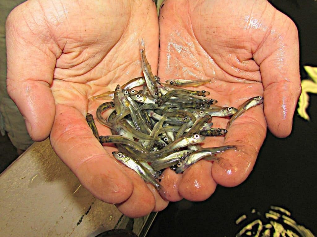 Walleye fish fingerlings being released