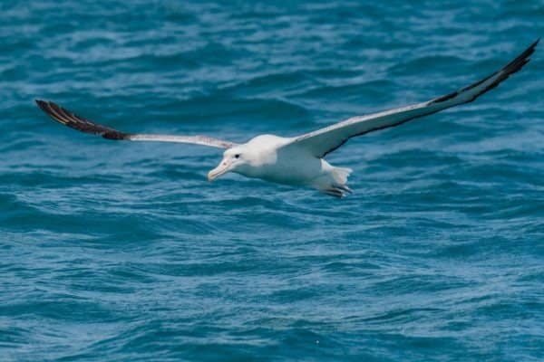wandering albatross extinct