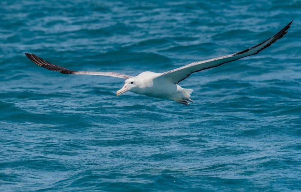 Wandering Albatross Bird Facts | Diomedea exulans | AZ Animals