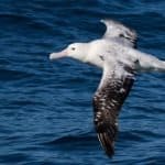 Wandering albatross