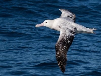 A Wandering Albatross