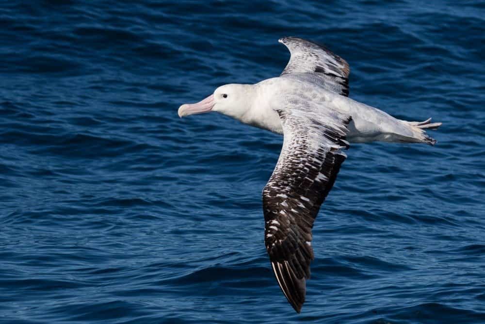 Wandering Albatross in New Zealand