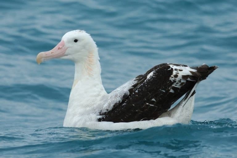Wandering Albatross (Diomedea exulans) swimming off Kaikoura, New Zealand