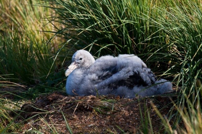 Immature Wandering albatross (Diomedea exulans) resting in its nest in a breeding colony in South Georgia.