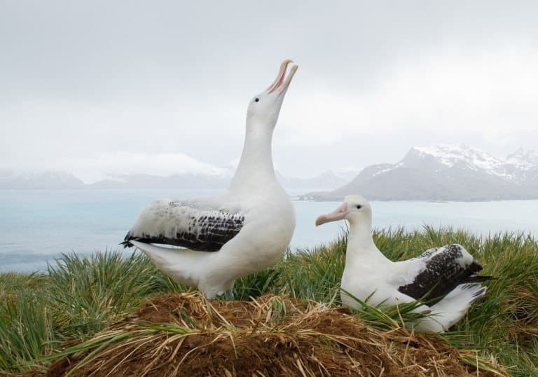 Pair of wandering albatrosses on the nest, socializing South Georgia Island, Antarctica