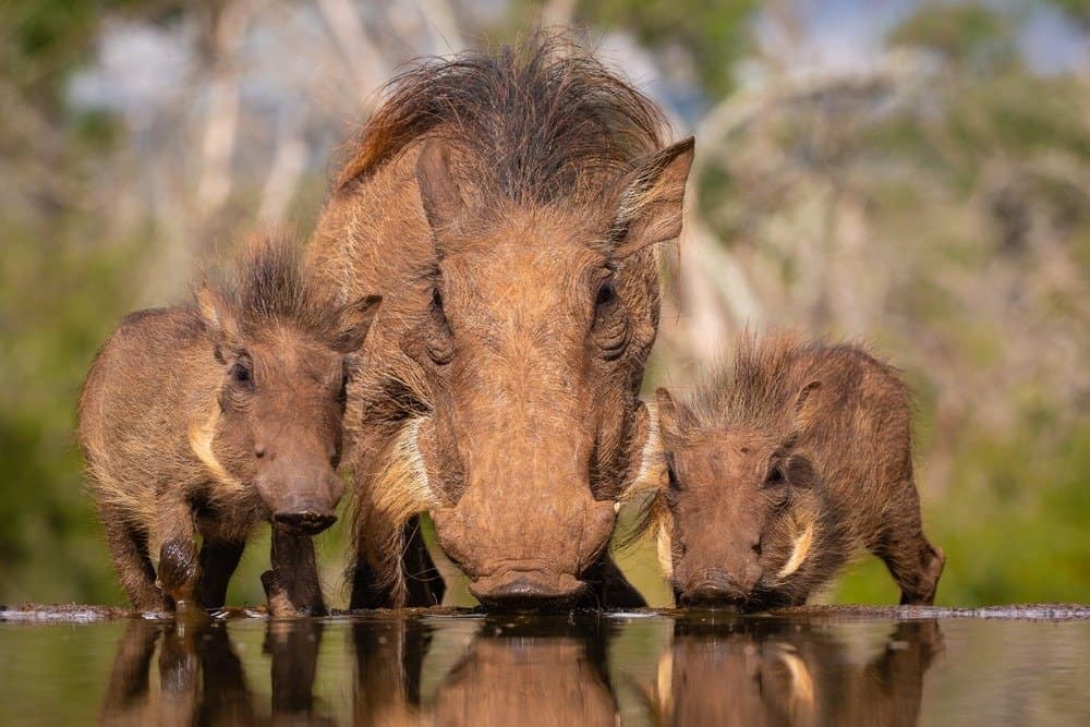 Common Warthog mother with two piglets drinking