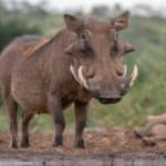 Warthog