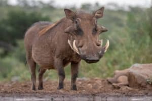 Man on Vacation Films Himself Getting Attacked by a Warthog… Yes, a Warthog! Picture