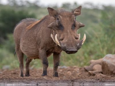 Warthog Picture