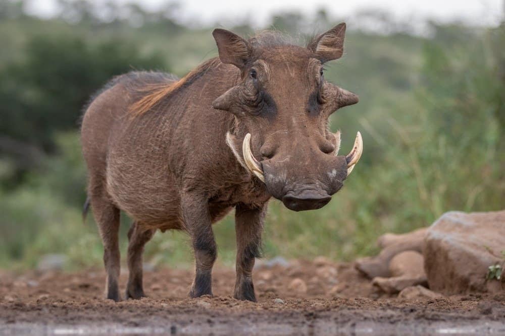 What Do Warthogs Eat? - Common Warthog in the wild