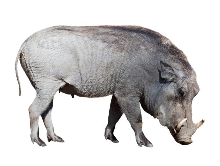 Warthog. Isolated on white background