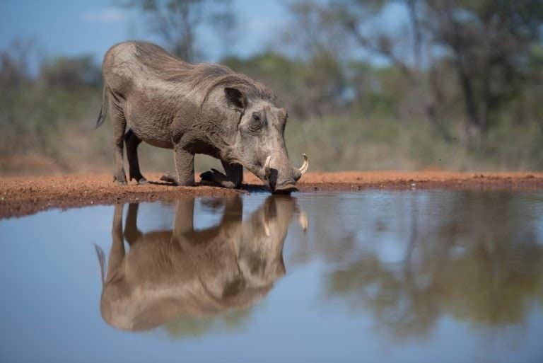 A horizontal, full length, color image of a warthog, kneeling to drink from a pool at a hide in Karongwe Game reserve, South Africa.