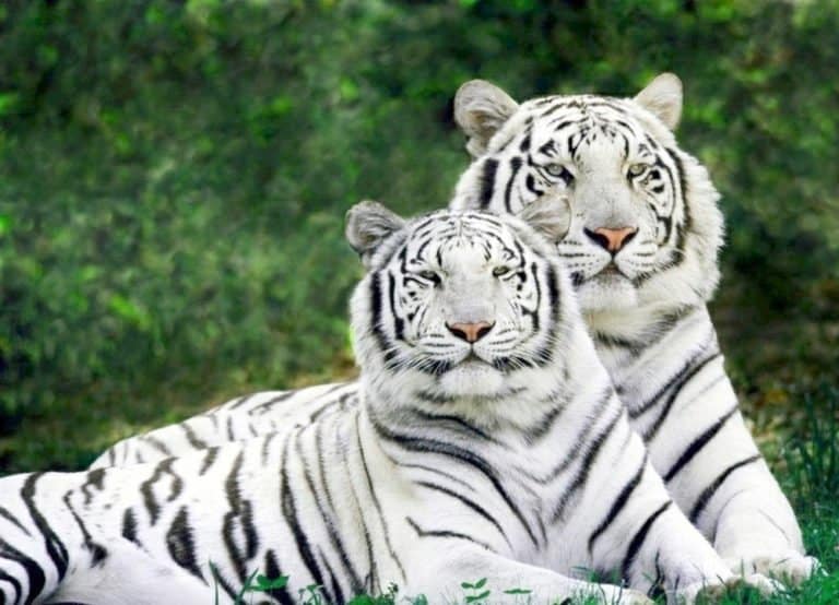 White tiger couple