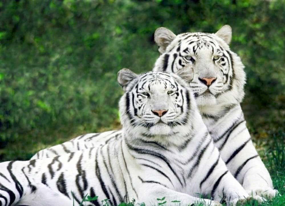 Tiger Population By Country In 2024 A Z Animals Tiger Population By Country In 2024 A Z Animals