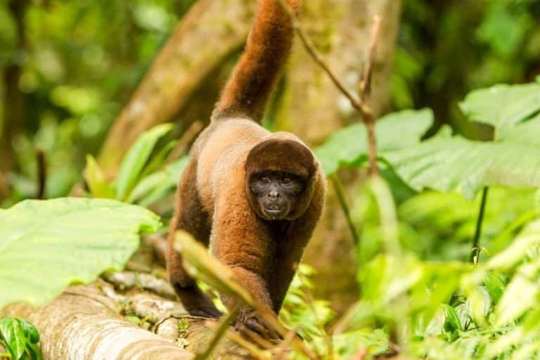 Woolly monkey in the jungle in Ecuador