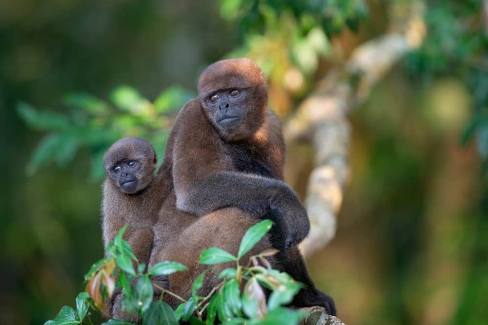 Woolly Monkey Animal Pictures A Z Animals Woolly Monkey Animal Pictures A Z Animals