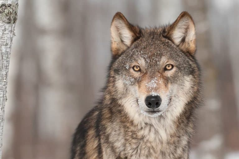 Grey Wolf (Canis lupus) Portrait - captive animal