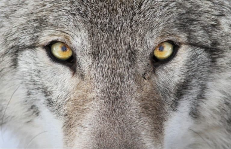 Timber wolf portrait. A close-up photo of a menacing wolf with a yellow eyes