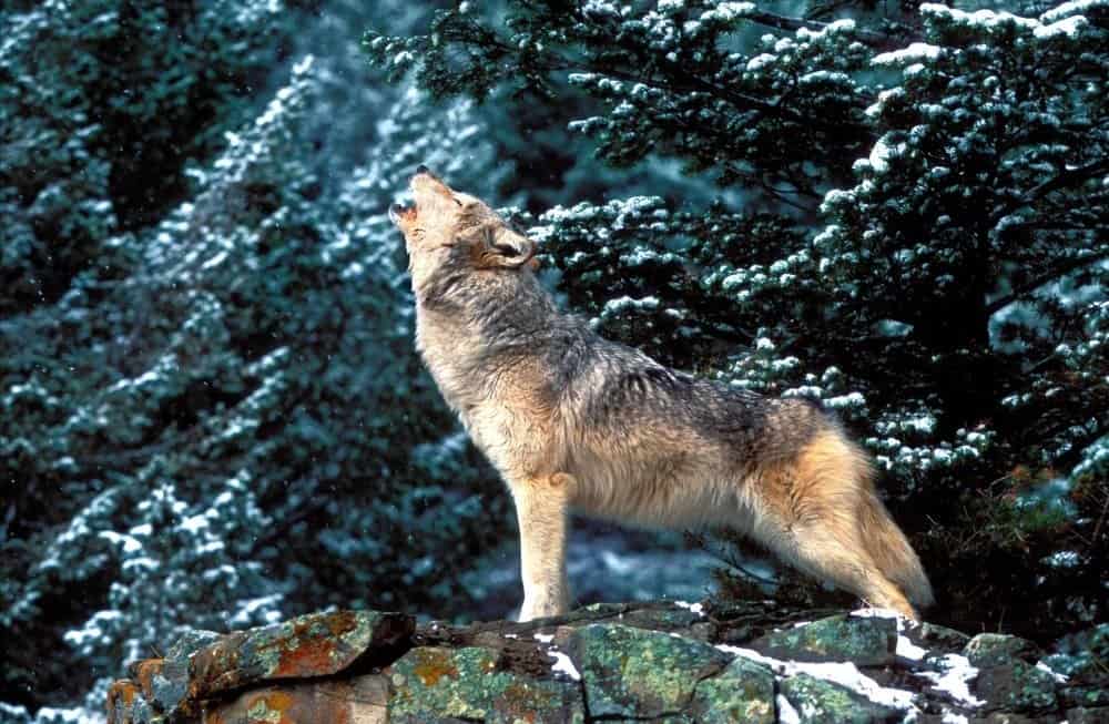 Wolf Animal Facts | Canis lupus | AZ Animals