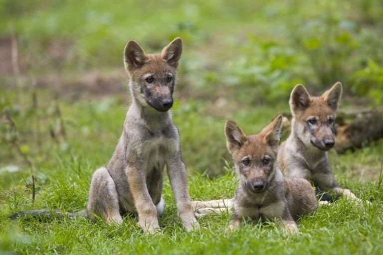 Wolf puppies