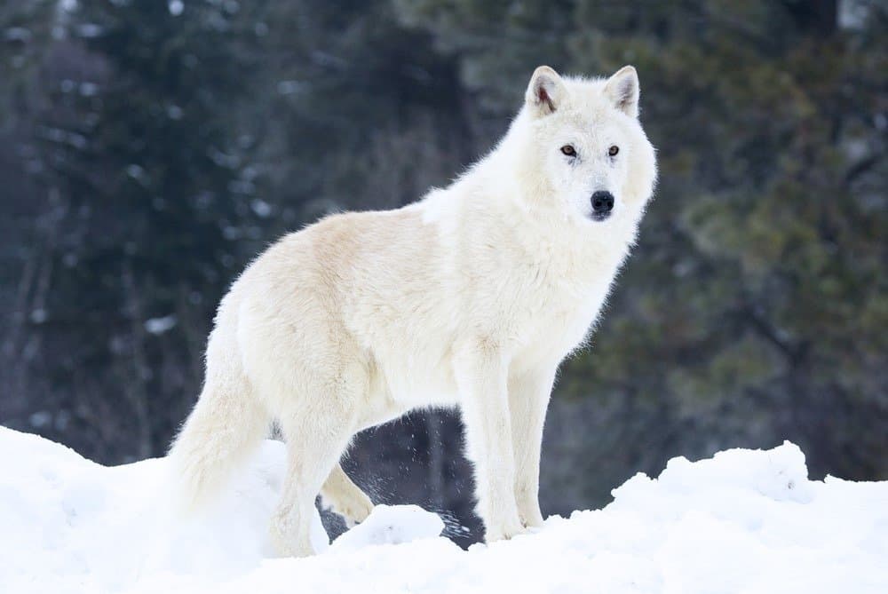 Gray or Arctic Wolf in deep snow
