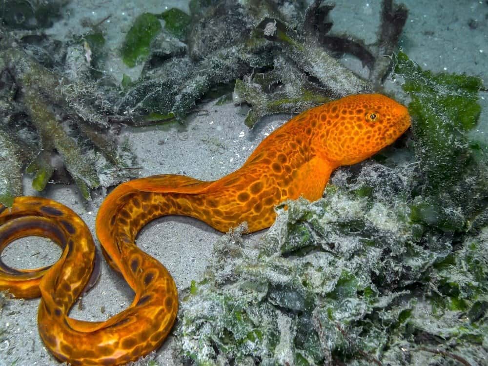 Juvenile Wolf Eel (Anarrhichthys ocellatus)