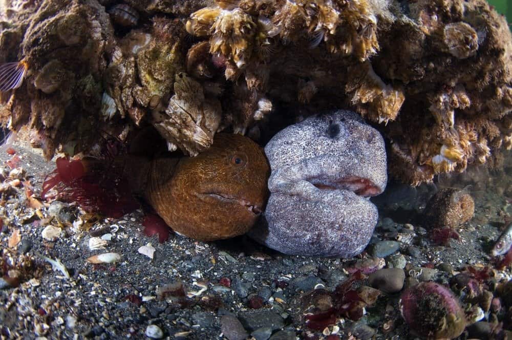 A mated pair of wolf eels