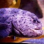 Wolf eel