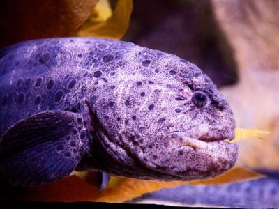 A Wolf Eel