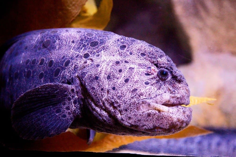 wolf eel skull