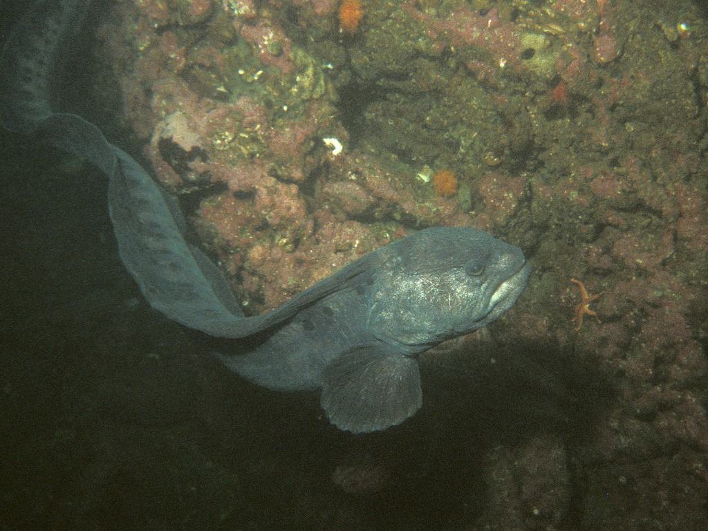 This wolf eel (Anarrhichthys ocellatus) emerges from his den in south Puget Sound.