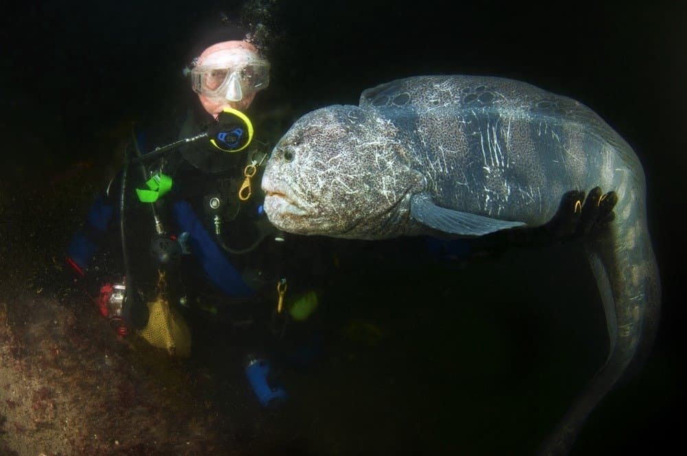 Wolf eel are the largest of the blenny family and not a true eel