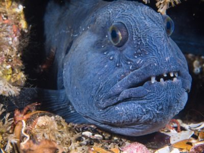 A Wolffish