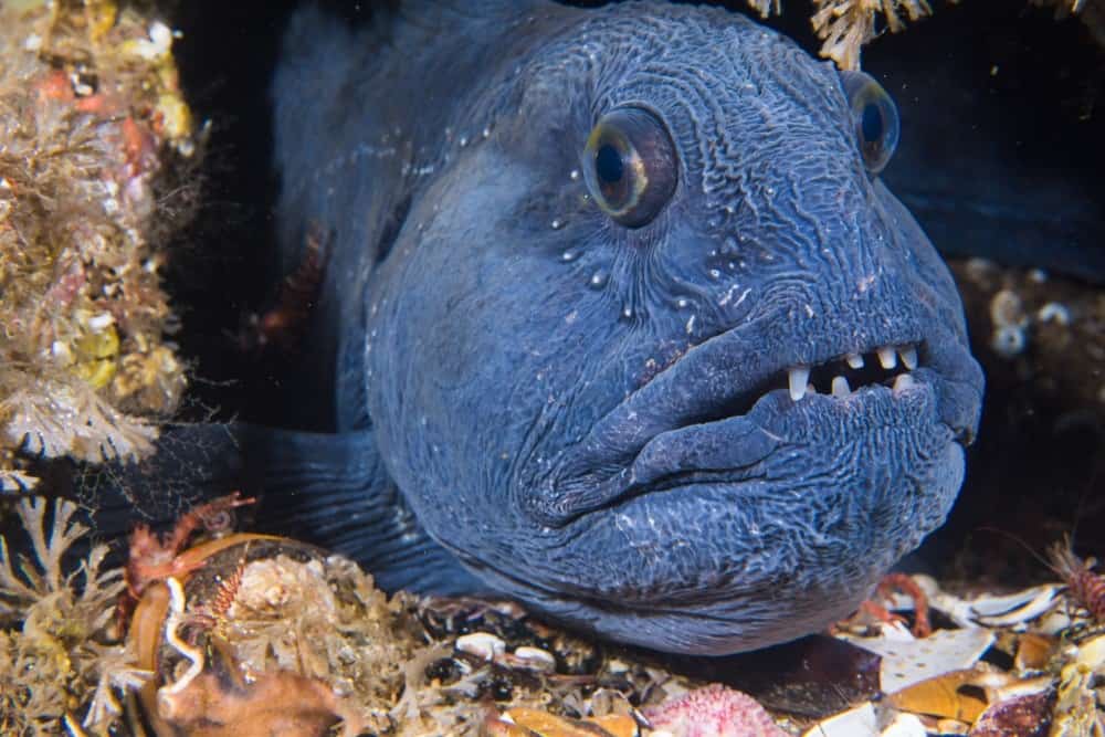 Atlantic wolffish (Anarhichas lupus) at Saltstraumen, Norway