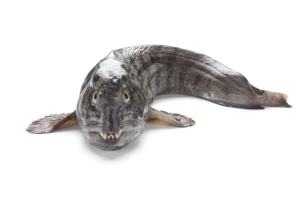 Wolffish on white background