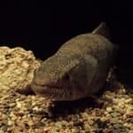 Wolffish